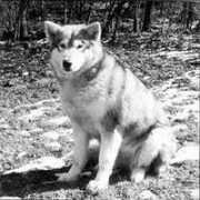 pdg.sla-w.com Mikya