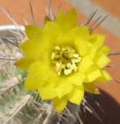succulente.info Milaf