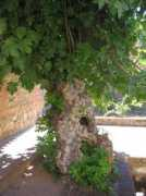portalbonsai.com Milenaria
