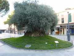 panoramio.com Milenario