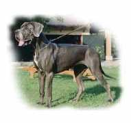 daystardanes.com Milenas