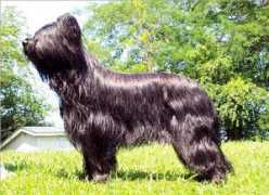 briardbreeder.com Milenia