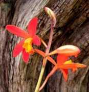 plantas-ornamentais.com Mileri