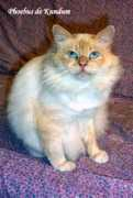 birman.free.fr Milienne