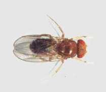 biologia.uab.es Milislav