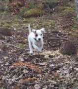 Milou