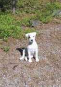 Milou