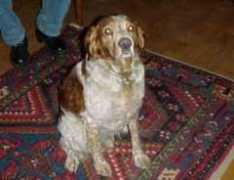 Milou
