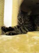 texascatny.com Milous