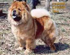 chow.chow.ru Milovanova