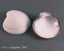 shells.tricity.wsu.edu Miltha