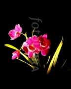 fotolibra.com Miltonia
