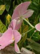 kagiken.co.jp Miltonia