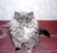 alt.citycat.ru Miluk