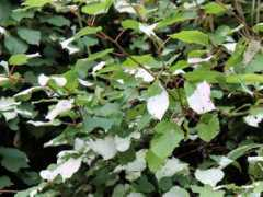 botanic.jp Mimata
