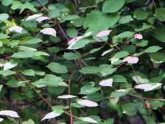 botanic.jp Mimata