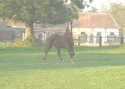 haras-de-falde.com Mimichat