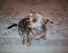Mimie