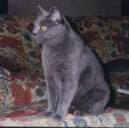 Mimine