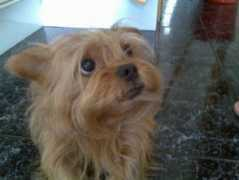 vivapets.com Miminho