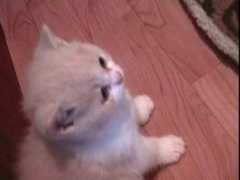 Mimmie