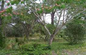 beachrealtyfla.com Mimossa