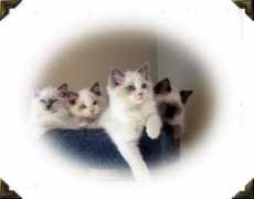Mimous