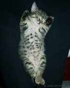 lnx.micimiao.it Minare