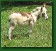 donkeys.net Minarta