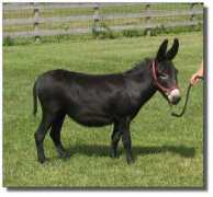 elmsfarm.com Minarta