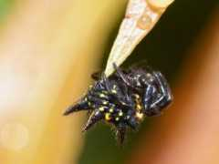 ozanimals.com Minax