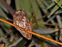 worldbirds.eu Mindan