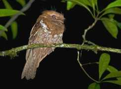 aves.no Mindan