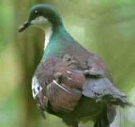 worldbirds.eu Mindor