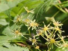 botanic.jp Mineka
