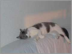 daudia.free.fr Minette
