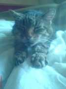 wamiz.com Minette