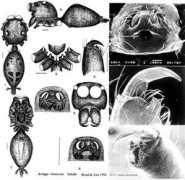 salticidae.org Miniac