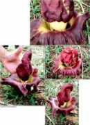 photoplus.ws Miniat