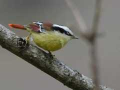 birding.in Minla