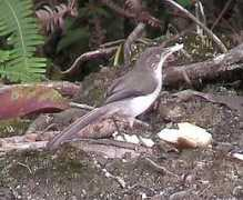 birdseen.co.uk Minla