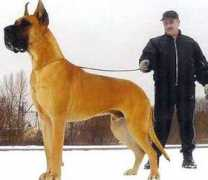 dog.tempo.lv Minlen