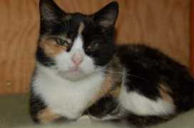 fiv-felv.nl Minneke