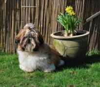 Minni
