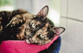 Minou