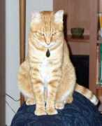 Minou