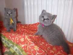 Minoush