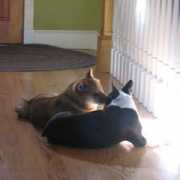 dogster.com Miolla