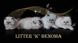 benoma.com Miot