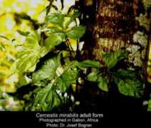 exoticrainforest.com Mirabi